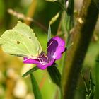 Schmetterling