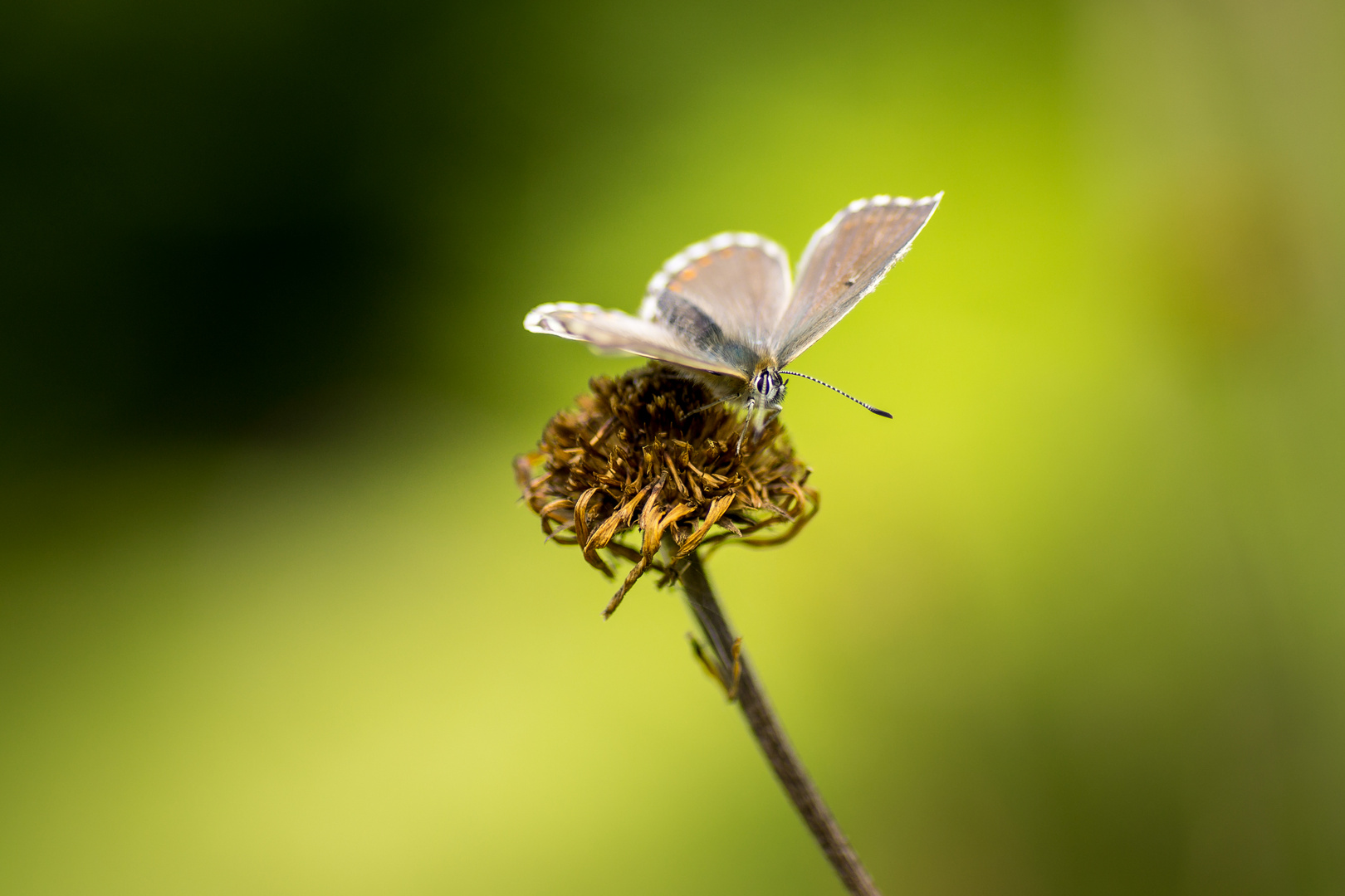 Schmetterling