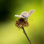 Schmetterling