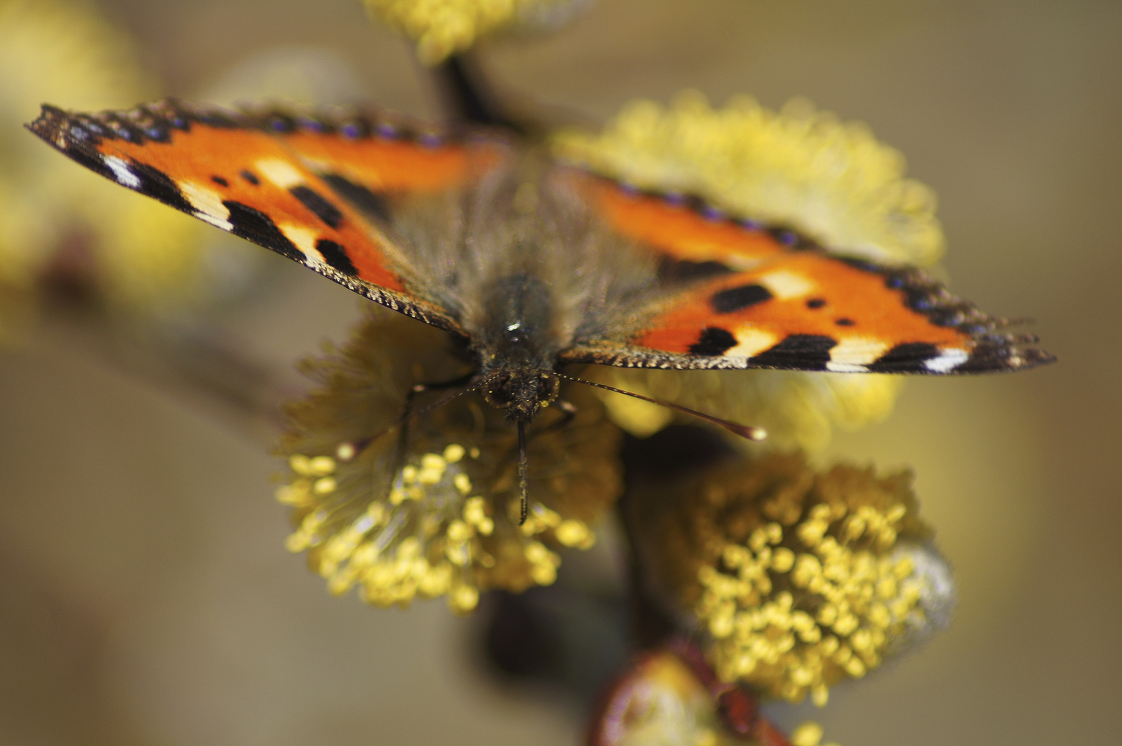 Schmetterling