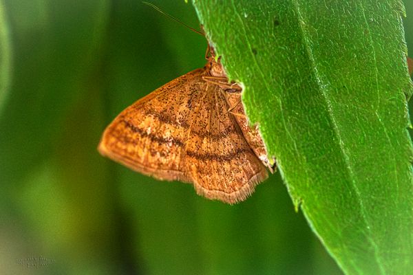 Schmetterling