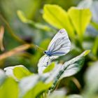 Schmetterling