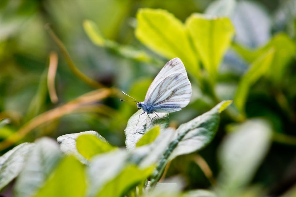 Schmetterling von MainFokus 