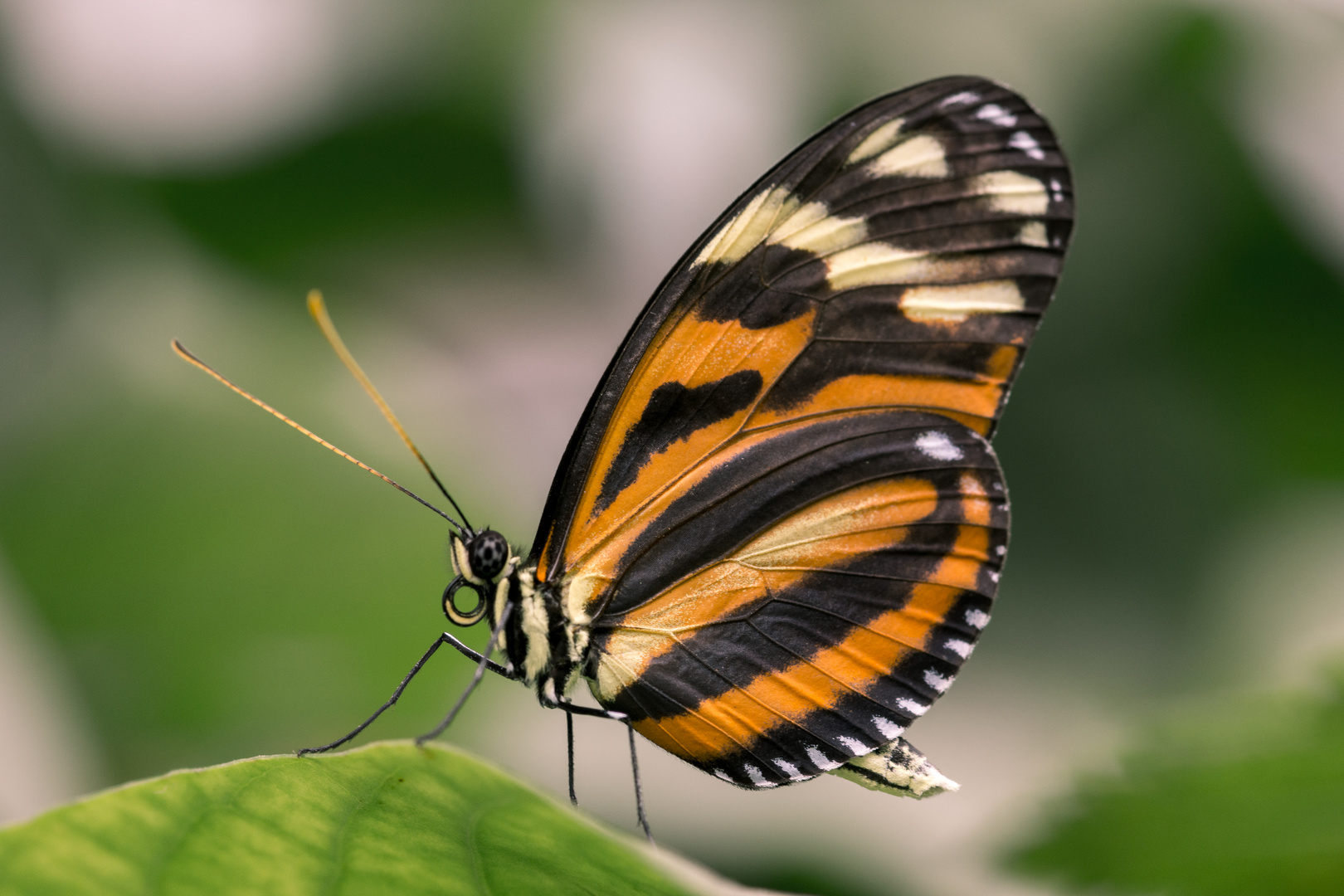 Schmetterling