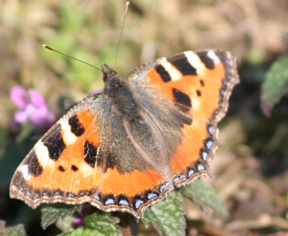 Schmetterling