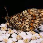 Schmetterling 5