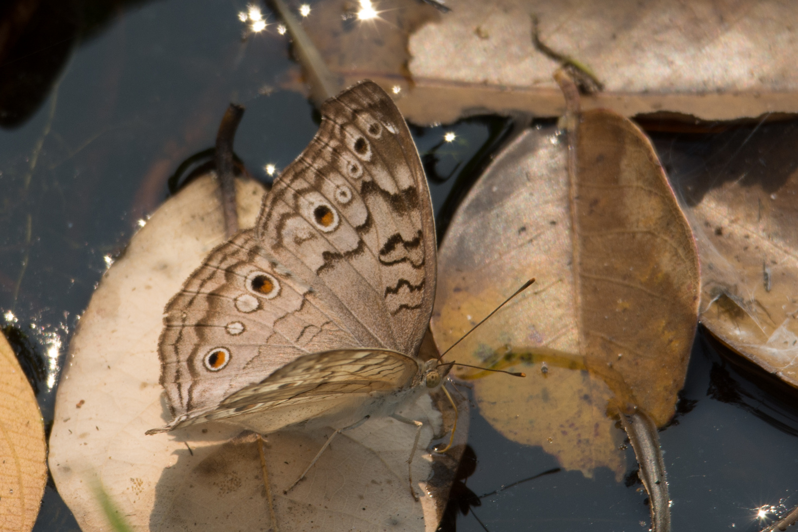 Schmetterling (5)