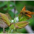 Schmetterling-5