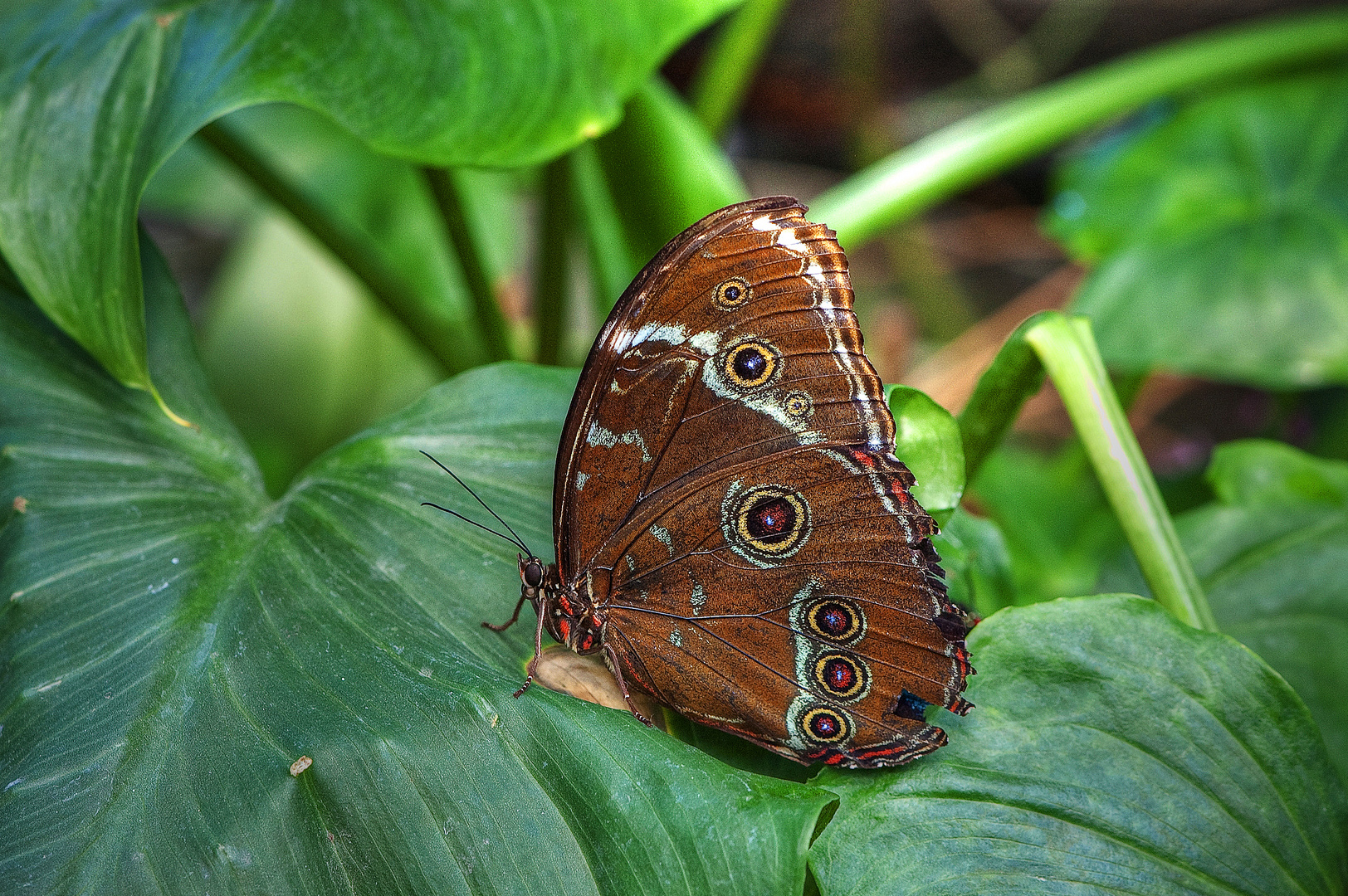 Schmetterling 5