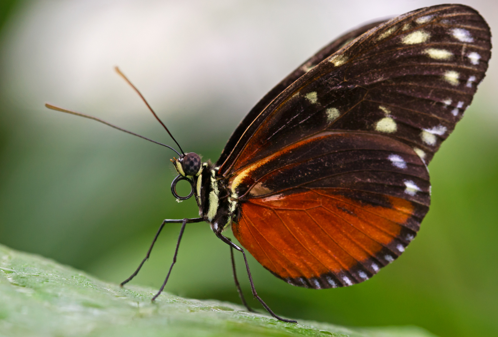 Schmetterling 5