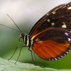 Schmetterling 5