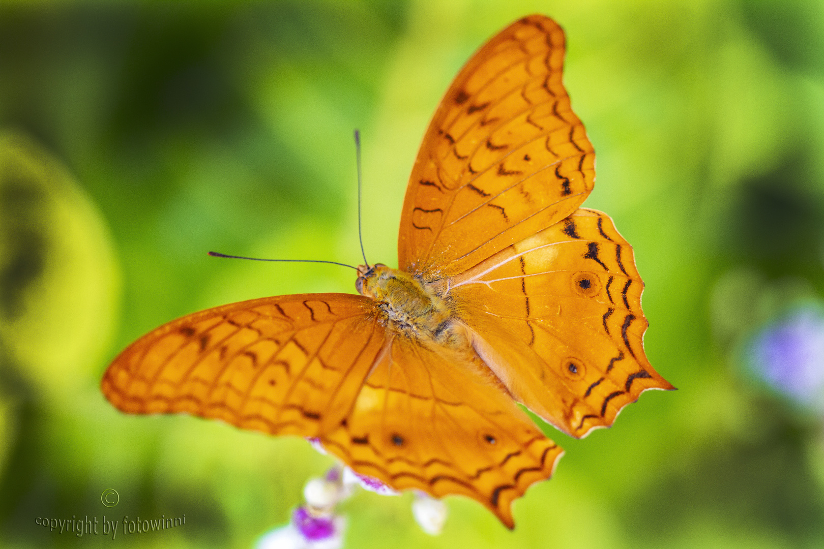  Schmetterling 5