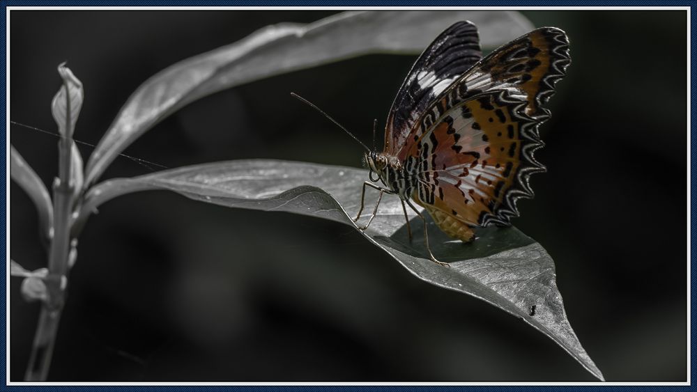 Schmetterling 5