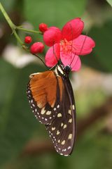 Schmetterling 5