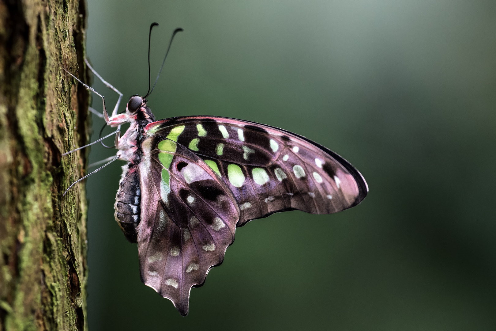 Schmetterling 5