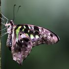 Schmetterling 5