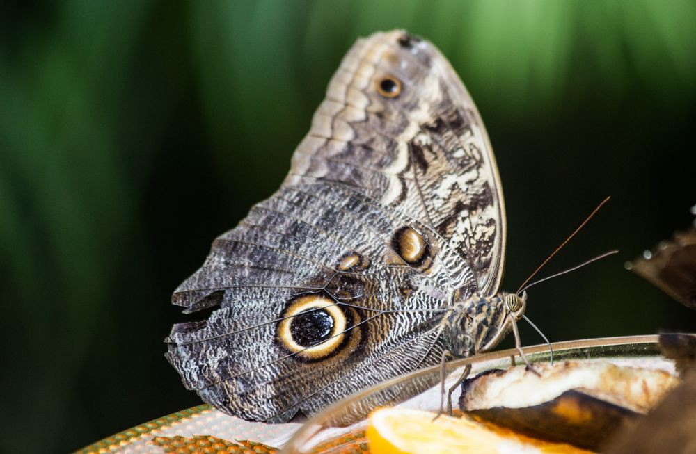 Schmetterling 5, Mainau