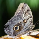 Schmetterling 5, Mainau