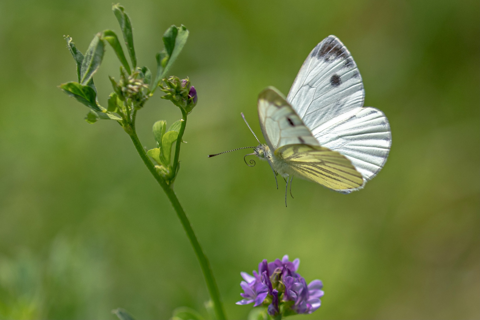 Schmetterling