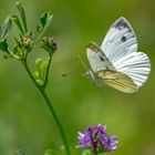 Schmetterling