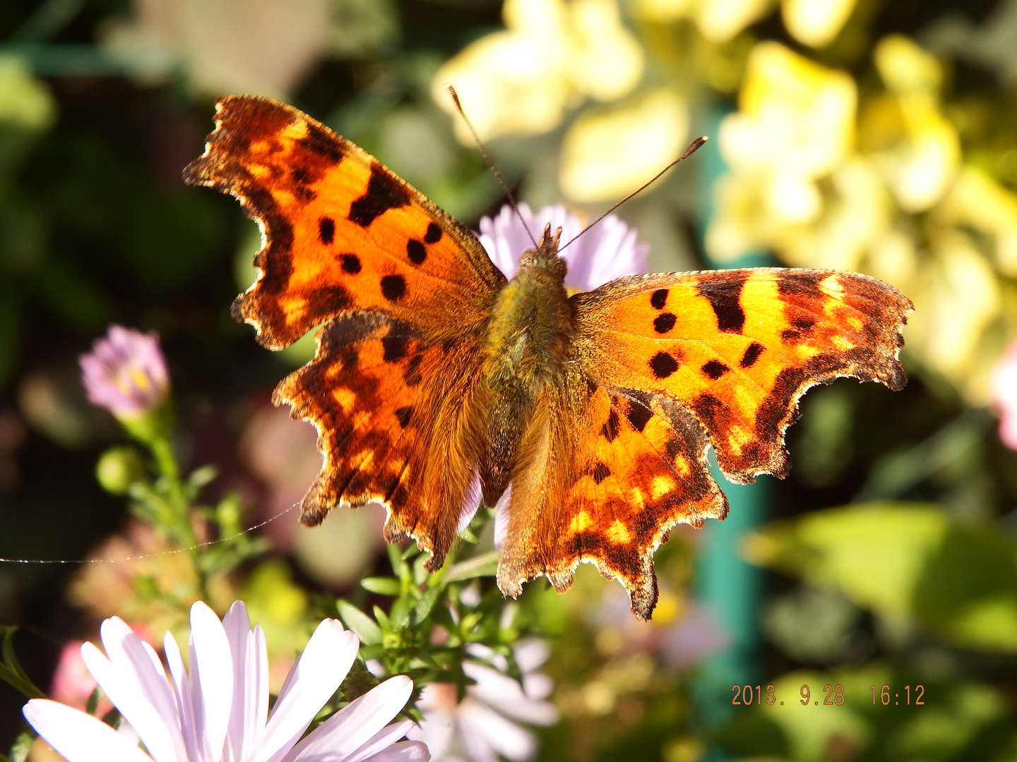 Schmetterling