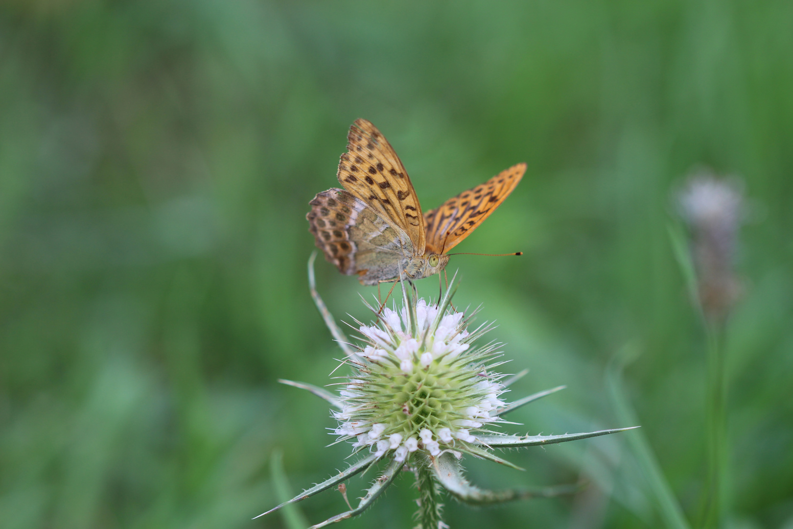 Schmetterling