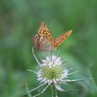 Schmetterling