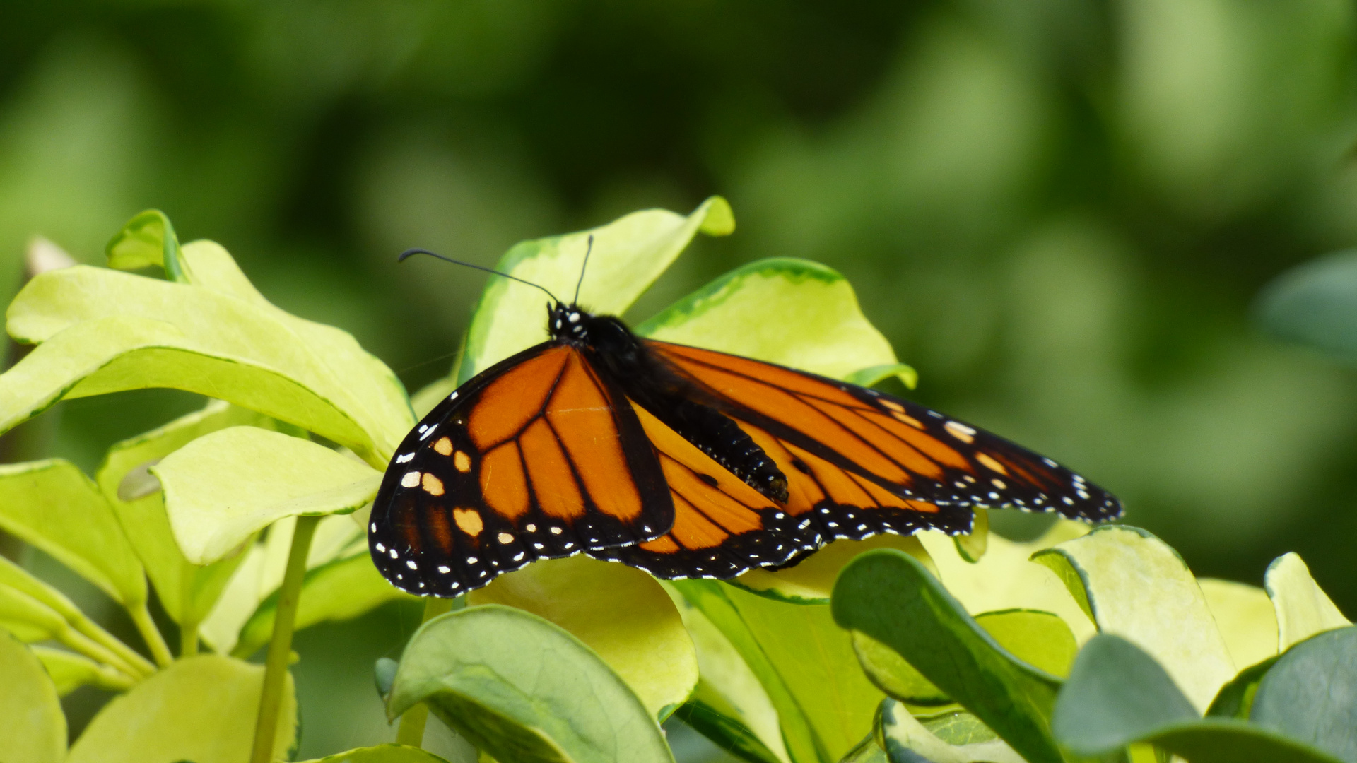 Schmetterling