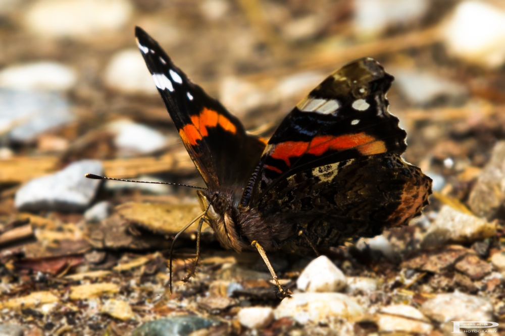 Schmetterling