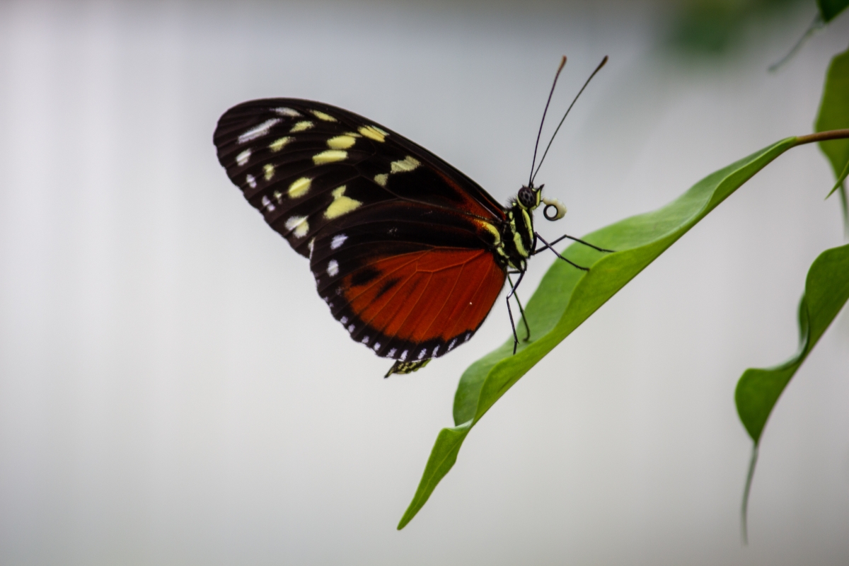 Schmetterling