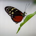 Schmetterling