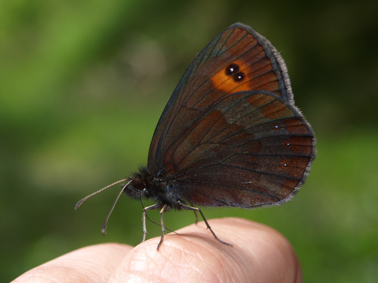 Schmetterling