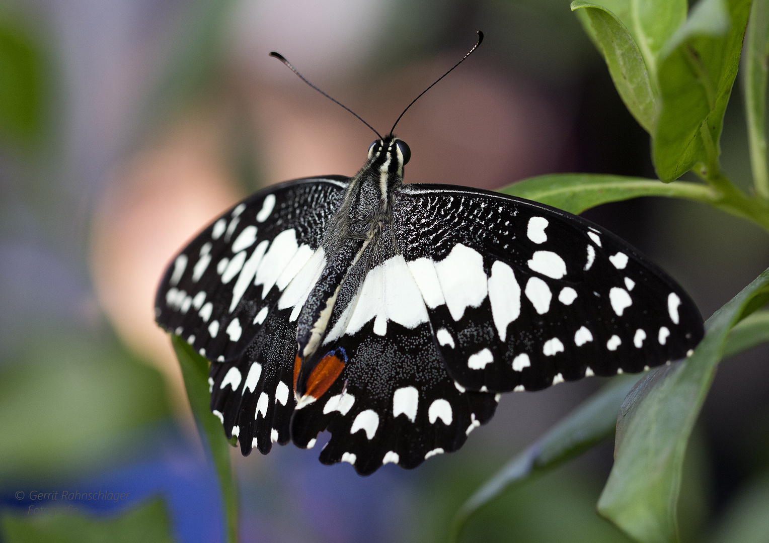 Schmetterling