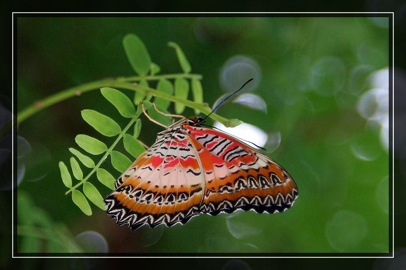 Schmetterling