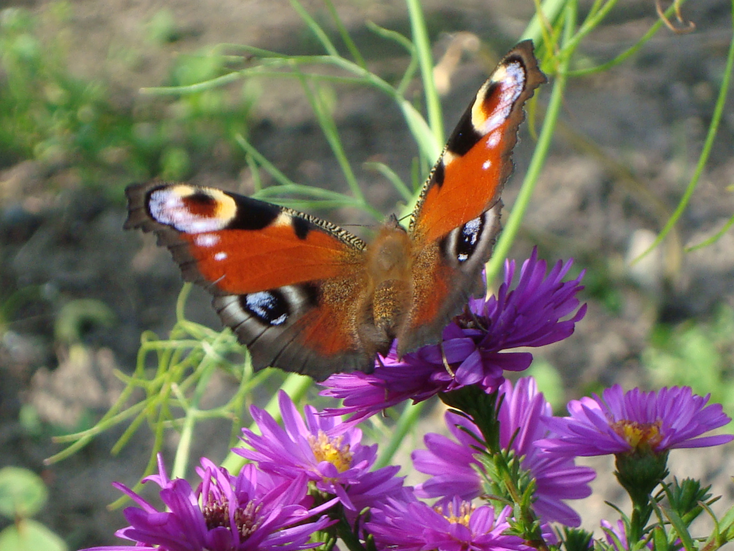 Schmetterling