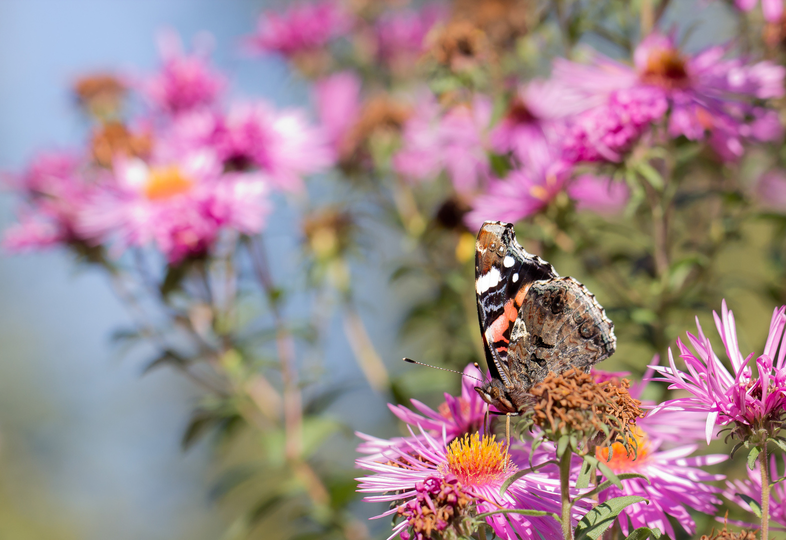 Schmetterling