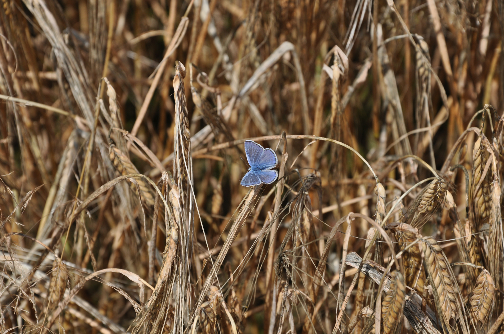 schmetterling