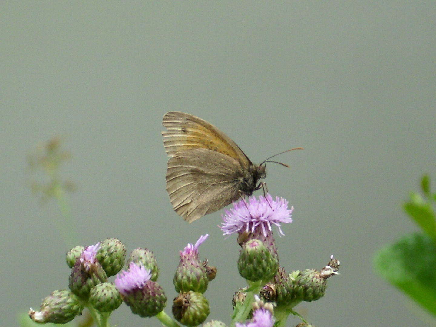 Schmetterling