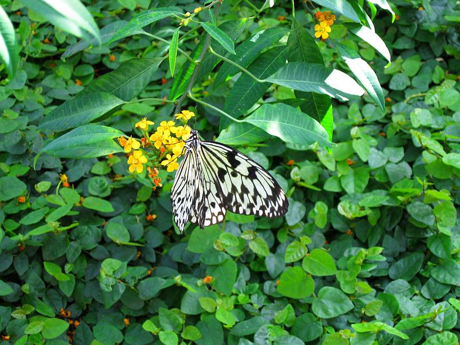 Schmetterling