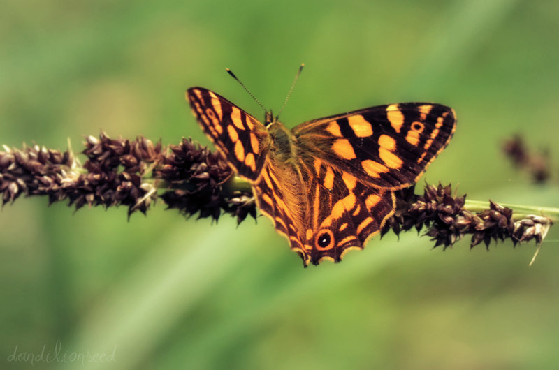 Schmetterling