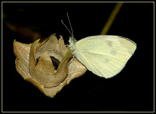 Schmetterling