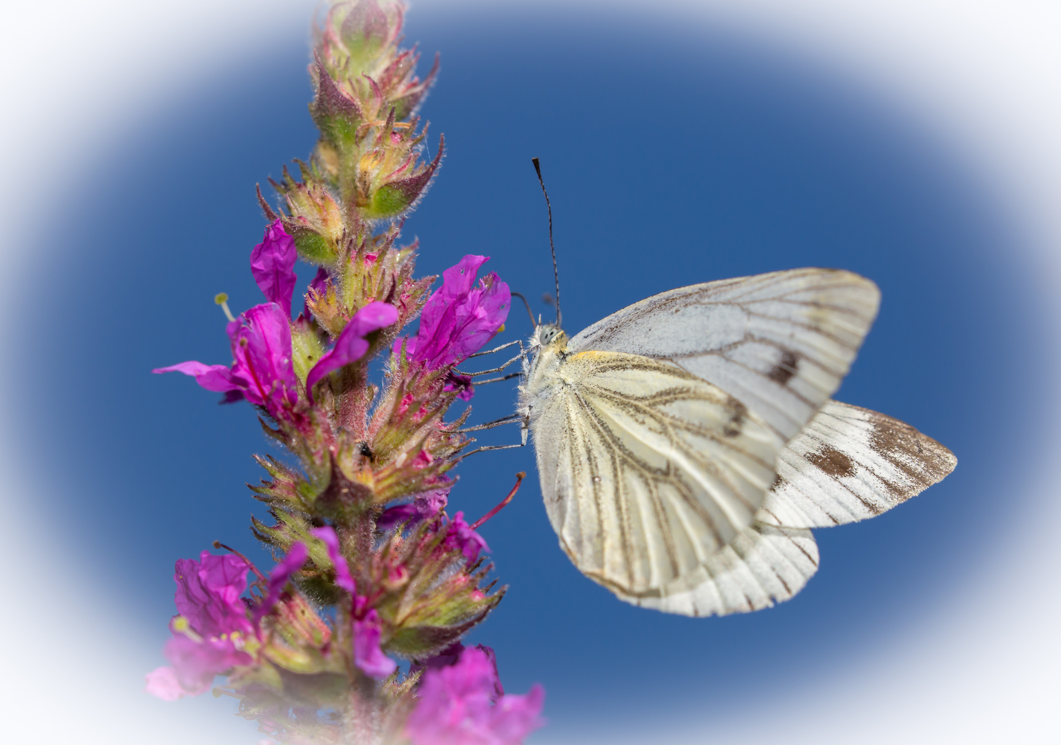 Schmetterling