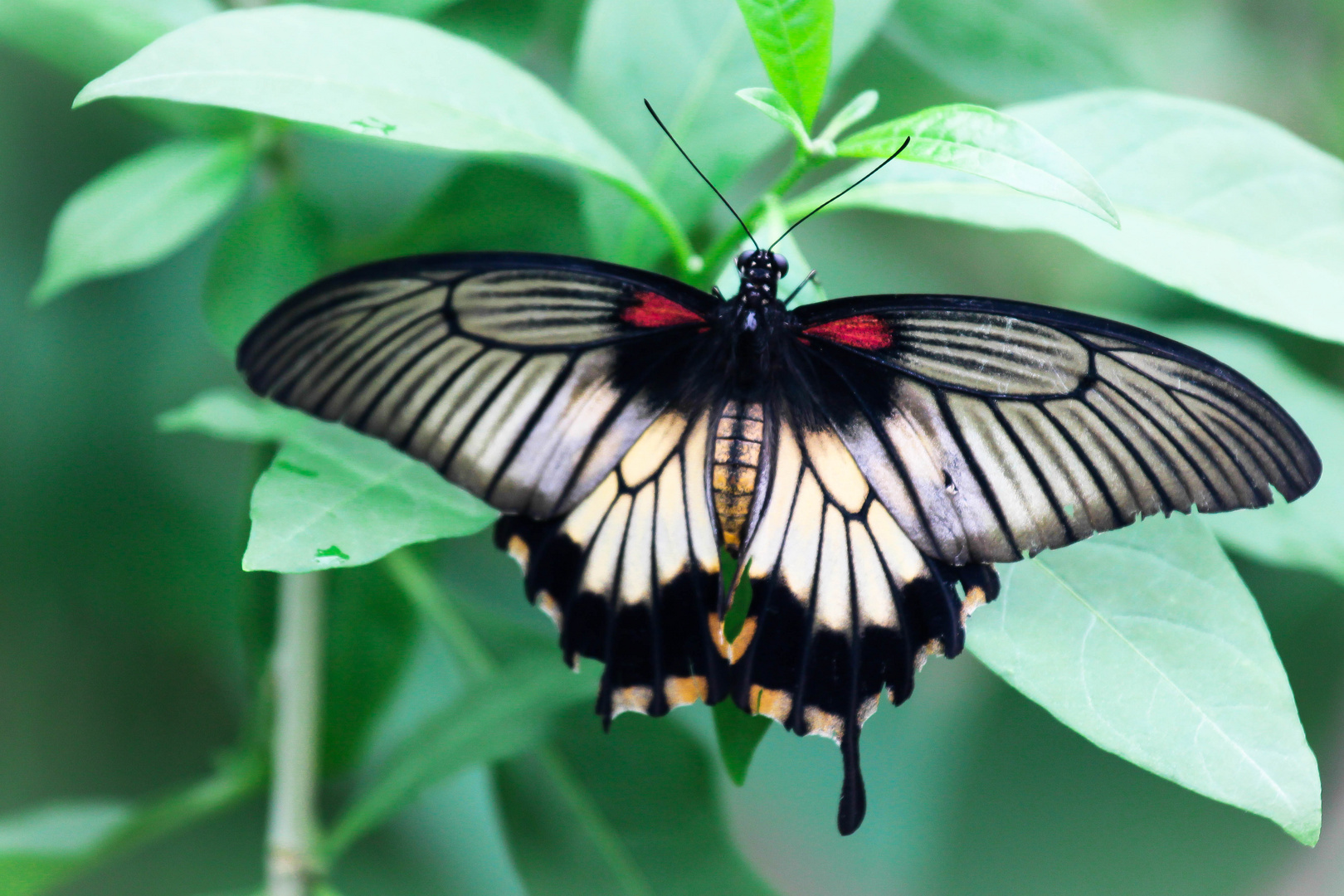 Schmetterling