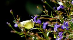 Schmetterling