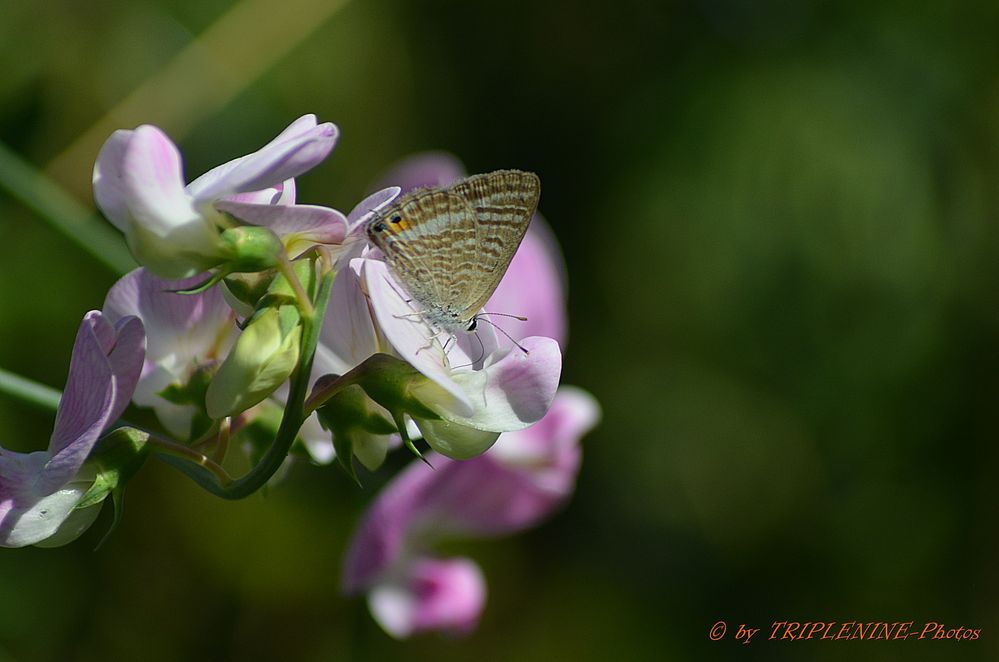 Schmetterling