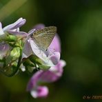 Schmetterling