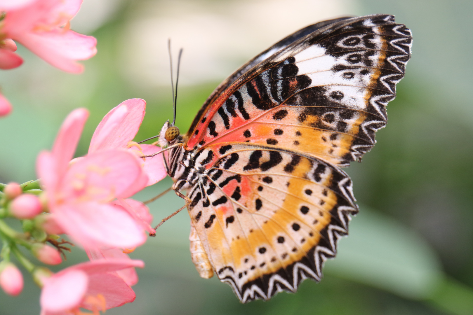 Schmetterling :)