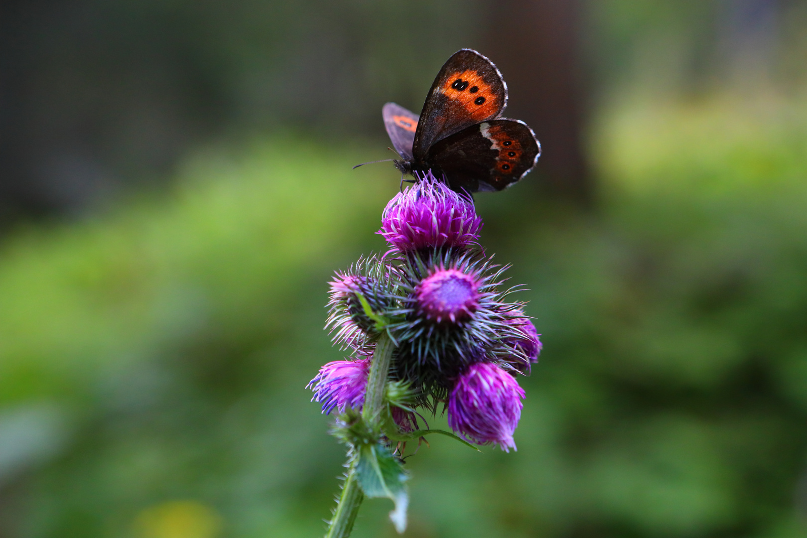 Schmetterling