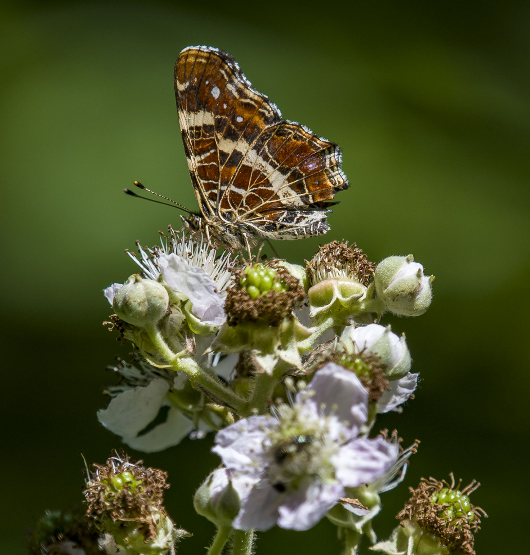 Schmetterling