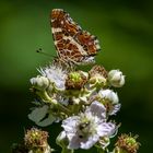 Schmetterling